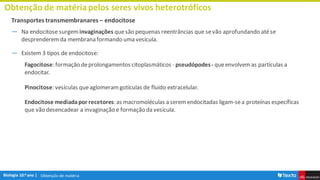 Obtenção de matéria
Obtenção de matériapelos seres vivos heterotróficos
Transportes transmembranares – endocitose
― Na endocitose surgem invaginações quesão pequenas reentrâncias que sevão aprofundando atése
desprenderemda membranaformando uma vesícula.
― Existem 3 tipos de endocitose:
Fagocitose: formação deprolongamentos citoplasmáticos - pseudópodes- queenvolvemas partículas a
endocitar.
Pinocitose: vesículas queaglomeramgotículas de fluido extracelular.
Endocitose mediadapor recetores: as macromoléculas a serem endocitadas ligam-sea proteínas específicas
que vão desencadear a invaginação e formação da vesícula.
 