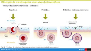 Obtenção de matéria
Obtenção de matériapelos seres vivos heterotróficos
Transportes transmembranares – endocitose
Fagocitose Pinocitose Endocitose mediadapor recetores
Fig. 16 – Três tipos de endocitose: fagocitose, pinocitose e endocitose mediada por recetores.
 