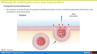 Obtenção de matéria
Obtenção de matériapelos seres vivos heterotróficos
Transportes transmembranares
― Na exocitose, as vesículas que transportamsubstânciasfundem-secoma membrana plasmática libertando o seu
conteúdo no meio extracelular.
Fig. 17 – Exocitose.
Meio
extracelular
 
