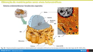 Obtenção de matéria
Obtenção de matériapelos seres vivos heterotróficos
Sistema endomembranar: funções dos organelos
Fig. 18 – Representação esquemática e observação (com coloração artificial) ao microscópio eletrónico dos dois tipos de RE: RER e REL.
 