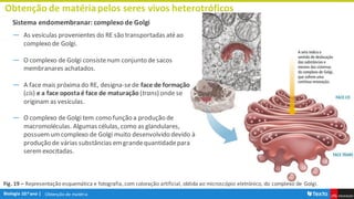 Obtenção de matéria
Obtenção de matériapelos seres vivos heterotróficos
Sistema endomembranar: complexo de Golgi
― As vesículas provenientes do RE são transportadas atéao
complexo de Golgi.
― O complexo de Golgi consistenum conjunto de sacos
membranares achatados.
― A face mais próxima do RE, designa-sede face de formação
(cis) e a face opostaé face de maturação (trans) onde se
originam as vesículas.
― O complexo de Golgi tem como função a produção de
macromoléculas. Algumas células, como as glandulares,
possuemumcomplexo de Golgi muito desenvolvido devido à
produção de várias substâncias emgrandequantidadepara
serem exocitadas.
Fig. 19 – Representação esquemática e fotografia, com coloração artificial, obtida ao microscópio eletrónico, do complexo de Golgi.
 