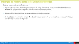 Obtenção de matéria
Obtenção de matériapelos seres vivos heterotróficos
Sistema endomembranar: lisossomas
― Algumas das vesículas, libertadas pelo complexo de Golgi- lisossomas- possuem enzimas hidrolíticas ou
hidrolases, quepermitem a digestão intracelular de compostos orgânicos.
― Essas enzimas são sintetizadas no RER e ativadas no complexo de Golgi.
― A digestão ocorreno interior de vacúolos digestivosqueresultamda fusão entre lisossomas evesículas que
contêm os produtos a ser digeridos.
 