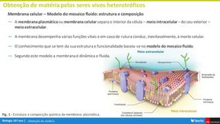 Obtenção de matéria
Obtenção de matériapelos seres vivos heterotróficos
Membrana celular – Modelo do mosaico fluido: estrutura e composição
― A membranaplasmáticaou membranacelular separa o interior da célula – meiointracelular –do seu exterior –
meioextracelular.
― A membrana desempenha várias funções vitais e em caso de rutura conduz, inevitavelmente, à morte celular.
― O conhecimento que se tem da sua estrutura e funcionalidade baseia-seno modelo do mosaicofluido.
― Segundo este modelo a membrana é dinâmica e fluida.
Fig. 1 - Estrutura e composição química da membrana plasmática.
 