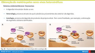 Obtenção de matéria
Obtenção de matériapelos seres vivos heterotróficos
Sistema endomembranar: lisossomas
― A digestão intracelular divide-se em:
― Heterofagia, processo através do qualsubstâncias provenientes dos exterior são digeridas.
― Autofagia, processo dedigestão de produtos da própria célula. Tem como finalidade, por exemplo, a eliminação
de organelos celulares danificados.
Fig. 20 – Representação esquemática de heterofagia (A) e autofagia (B).
A B
 