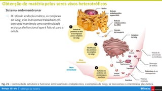 Obtenção de matéria
Obtenção de matériapelos seres vivos heterotróficos
Sistema endomembranar
― O reticulo endoplasmático, o complexo
de Golgi e os lisossomas trabalhamem
conjunto mantendo uma continuidade
estruturale funcional que é fulcralpara a
célula.
Fig. 21 – Continuidade estrutural e funcional entre o retículo endoplásmico, o complexo de Golgi, os lisossomas e a membrana plasmática.
 