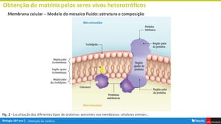 Obtenção de matéria
Obtenção de matériapelos seres vivos heterotróficos
Membrana celular – Modelo do mosaico fluido: estrutura e composição
Fig. 2 - Localização dos diferentes tipos de proteínas presentes nas membranas celulares animais..
 