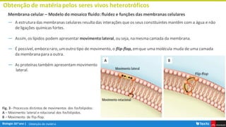 Obtenção de matéria
Obtenção de matériapelos seres vivos heterotróficos
Membrana celular – Modelo do mosaico fluido: fluidez e funções das membranas celulares
― A estrutura das membranas celulares resulta das interações que os seus constituintes mantêm com a água e não
de ligações químicas fortes.
― Assim, os lípidos podem apresentar movimentolateral, ou seja, na mesma camada da membrana.
― É possível, embora raro, umoutro tipo de movimento, o flip-flop, emque uma molécula muda de uma camada
da membrana para a outra.
― As proteínas também apresentammovimento
lateral.
Fig. 3 - Processos distintos de movimentos dos fosfolípidos:
A – Movimento lateral e rotacional dos fosfolípidos.
B – Movimento de flip-flop.
 