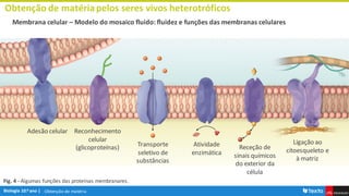Obtenção de matéria
Obtenção de matériapelos seres vivos heterotróficos
Membrana celular – Modelo do mosaico fluido: fluidez e funções das membranas celulares
Fig. 4 - Algumas funções das proteínas membranares.
Adesão celular Reconhecimento
celular
(glicoproteínas) Transporte
seletivo de
substâncias
Atividade
enzimática
Receção de
sinais químicos
do exterior da
célula
Ligação ao
citoesqueleto e
à matriz
 