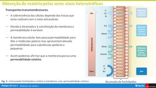 Obtenção de matéria
Obtenção de matériapelos seres vivos heterotróficos
Transportes transmembranares
― A sobrevivência das células depende das trocas que
estas realizamcom o meio extracelular.
― Devido à bicamada e à constituição da membrana a
permeabilidade é variável.
― A membrana celular tem pouca permeabilidade para
iões e moléculas polares mas apresentamelevada
permeabilidade para substâncias apolares e
pequenas.
― Assimpodemos afirmar que a membrana possuiuma
permeabilidade seletiva.
Bicamada de fosfolípidos
Fig. 5 - A bicamada fosfolipídica confere à membrana uma permeabilidade seletiva.
 