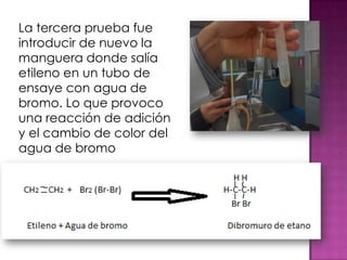 La tercera prueba fue
introducir de nuevo la
manguera donde salía
etileno en un tubo de
ensaye con agua de
bromo. Lo que provoco
una reacción de adición
y el cambio de color del
agua de bromo
 
