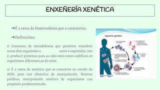ENXEÑERÍA XENÉTICA
➔É a rama da biotecnoloxía que a caracteriza.
➔Definicións:
1) Conxunto de metodoloxías que permiten transferir
xenes dun organismo a outro e expresalos, isto
é, producir proteínas para as cales estes xenes codifican en
organismos diferentes ao do orixe.
2) É a rama da xenética que se concentra no estudo do
ADN, pero con obxectivo de manipulación. Noutras
palabras, manipulación xenética de organismos cun
propósito predeterminado.
 