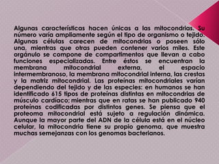 La membrana tilacoidal, es el tercer tipo de membrana, aparece formando unos sacos aplanados denominados tilacoides, y forman unas agrupaciones llamadas grana. Los tilacoides están interconectados y delimitan una tercera cavidad que es el espacio tilacoidal