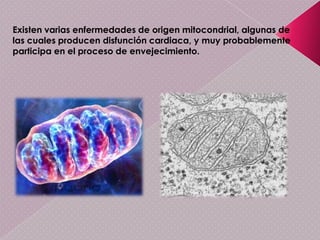MITOCONDRIASLas mitocondrias (Et: del griego μίτος, mítos: hilo, y κόνδρος, kóndros: gránulo ) son orgánulos citoplasmáticos provistos de doble membrana que se encuentran en la mayoría de las células eucariotas. Su tamaño varía entre 0,5–10 micrómetros (μm) de diámetro. Las mitocondrias se describen en ocasiones como "generadoras de energía" de las células, debido a que producen la mayor parte del suministro de adenosín trifosfato (ATP), que se utiliza como fuente de energía química.  Además de proporcionar energía a la célula, las mitocondrias están implicadas en otros procesos, como la señalización celular, diferenciación celular, muerte celular programada, así como el control del ciclo celular y el crecimiento celular.
