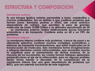 Algunas características hacen únicas a las mitocondrias. Su número varía ampliamente según el tipo de organismo o tejido. Algunas células carecen de mitocondrias o poseen sólo una, mientras que otras pueden contener varios miles. Este orgánulo se compone de compartimentos que llevan a cabo funciones especializadas. Entre éstos se encuentran la membrana mitocondrial externa, el espacio intermembranoso, la membrana mitocondrial interna, las crestas y la matriz mitocondrial. Las proteínas mitocondriales varían dependiendo del tejido y de las especies: en humanos se han identificado 615 tipos de proteínas distintas en mitocondrias de músculo cardíaco;mientras que en ratas se han publicado 940 proteínas codificadas por distintos genes. Se piensa que el proteoma mitocondrial está sujeto a regulación dinámica. Aunque la mayor parte del ADN de la célula está en el núcleo celular, la mitocondria tiene su propio genoma, que muestra muchas semejanzas con los genomas bacterianos.