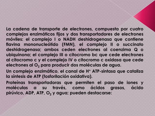 Existen varias enfermedades de origen mitocondrial, algunas de las cuales producen disfunción cardiaca, y muy probablemente participa en el proceso de envejecimiento.