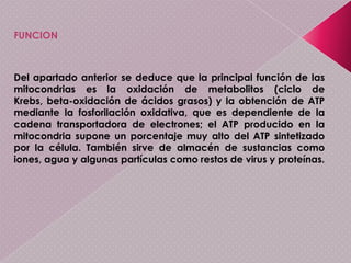 Espacio intermembranosoEntre ambas membranas queda delimitado un espacio intermembranoso está compuesto de un líquido similar al hialoplasma; tienen una alta concentración de protones como resultado del bombeo de los mismos por los complejos enzimáticos de la cadena respiratoria. En él se localizan diversos enzimas que intervienen en la transferencia del enlace de alta energía del ATP, como la adenilato quinasa o la creatina quinasa.Espacio intermembranosoEntre ambas membranas queda delimitado un espacio intermembranoso está compuesto de un líquido similar al hialoplasma; tienen una alta concentración de protones como resultado del bombeo de los mismos por los complejos enzimáticos de la cadena respiratoria. En él se localizan diversos enzimas que intervienen en la transferencia del enlace de alta energía del ATP, como la adenilato quinasa o la creatina quinasa.