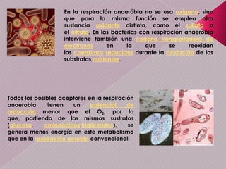 FUNCIONDel apartado anterior se deduce que la principal función de las mitocondrias es la oxidación de metabolitos (ciclo de Krebs, beta-oxidación de ácidos grasos) y la obtención de ATP mediante la fosforilación oxidativa, que es dependiente de la cadena transportadora de electrones; el ATP producido en la mitocondria supone un porcentaje muy alto del ATP sintetizado por la célula. También sirve de almacén de sustancias como iones, agua y algunas partículas como restos de virus y proteínas.