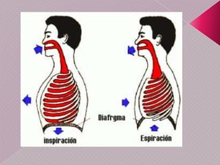 En la respiración anaeróbia no se usa oxígeno, sino que para la misma función se emplea otra sustancia oxidante distinta, como el sulfato o el nitrato. En las bacterias con respiración anaerobia interviene también una cadena transportadora de electrones en la que se reoxidan los coenzimas reducidos durante la oxidación de los substratos nutrientes.Todos los posibles aceptores en la respiración anaerobia tienen un potencial de reducción menor que el O2, por lo que, partiendo de los mismos sustratos (glucosa, aminoácidos,triglicéridos), se genera menos energía en este metabolismo que en la respiración aerobia convencional. 
