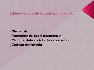 Respiración aeróbiaLa respiración aeróbia es un tipo de metabolismo energético en el que los seres vivos extraen energía de moléculas orgánicas, como la glucosa, por un proceso complejo en el que elcarbono es oxidado y en el que el oxígeno procedente del aire es el oxidante empleado. En otras variantes de la respiración, muy raras, el oxidante es distinto del oxígeno (respiración anaeróbica).La respiración aeróbica es el proceso responsable de que la mayoría de los seres vivos, los llamados por ello aerobios, requieran oxígeno. La respiración aeróbica es propia de los organismos eucariontes en general y de algunos tipos de bacterias.El oxígeno que, como cualquier gas, atraviesa sin obstáculos las membranas biológicas, atraviesa primero la membrana plasmática y luego las membranas mitocondriales, siendo en la matriz de la mitocondria donde se une a electrones y protones (que sumados constituyen átomos de hidrógeno) formando agua. En esa oxidación final, que es compleja, y en procesos anteriores se obtiene la energía necesaria para la fosforilación del ATP.En presencia de oxígeno, el ácido pirúvico, obtenido durante la fase primera anaerobia o glucólisis, es oxidado para proporcionar energía, dióxido de carbono y agua. A esta serie de reacciones se le conoce con el nombre de respiración aeróbica.