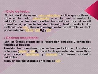 Existen 4 etapas de la respiración aerobia:Glucolosis
