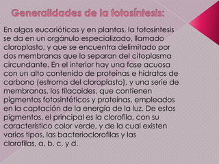 Ciclo de klebs o ciclo del acido nítrico
