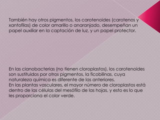 Cadena respiratoriaGlucolosis: Durante la glucólisis, una molécula de glucosa es oxidada y escindida en dos moléculas de ácido pirúvico (piruvato). En esta ruta metabólica se obtiene dos moléculas netas de ATP y se reducen dos moléculas de NAD+; el número de carbonos se mantiene constante (6 en la molécula inicial de glucosa, 3 en cada una de las moléculas de ácido pirúvico). Todo el proceso se realiza en el citosol de la célula.Formacion de acetil coenzima A:        es una molécula que se forma a partir de la glucosa que entra en la mitocondria imprescindible para la síntesis de los ácidos grasos, el colesterol y la acetilcolina. Interviene en el catabolismo de la glucosa, es decir en la glucolisis y su unión a la coenzima A, en la que se ha incorporado el ácido pantoteico (ver vitaminas)