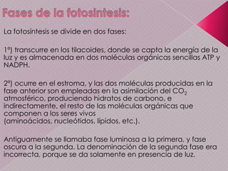 Ciclo de krebs: El ciclo de Krebs es una ruta metabólica cíclica que se lleva a cabo en la matriz mitocondrial y en la cual se realiza la oxidación de los dos acetilos transportados por el acetil coenzima A, provenientes del piruvato, hasta producir dos moléculas de CO2, liberando energía en forma utilizable, es decir poder reductor (NADH, FADH2) yGTPCadena respiratoria: Son las últimas etapas de la respiración aeróbica y tienen dos finalidades básicas:Reoxidar las coenzimas que se han reducido en las etapas anteriores (NADH y FADH2 con el fin de que estén de nuevo libres para aceptar electrones y protones de nuevos substratos oxidables.Producir energía utilizable en forma de ATP.