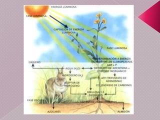 FotosíntesisEl nombre proviene del griego “foto”=luz(φοτο), y “síntesis”=composición (σύνθεσις). Consiste en una serie de procesos, por los cuales las plantas, algas y algunas bacterias, capturan la luz y emplean su energía para convertir la materia inorgánica en materia orgánica, la cual emplearán para su crecimiento. Los organismos que pueden realizar este proceso se denominan autótrofos