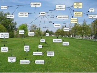 Fases de la fotosintesis:La fotosíntesis se divide en dos fases:1ª) transcurre en los tilacoides, donde se capta la energía de la luz y es almacenada en dos moléculas orgánicas sencillas ATP y NADPH.2ª) ocurre en el estroma, y las dos moléculas producidas en la fase anterior son empleadas en la asimilación del CO2 atmosférico, produciendo hidratos de carbono, e indirectamente, el resto de las moléculas orgánicas que componen a los seres vivos (aminoácidos, nucleótidos, lípidos, etc.). Antiguamente se llamaba fase luminosa a la primera, y fase oscura a la segunda. La denominación de la segunda fase era incorrecta, porque se da solamente en presencia de luz. 