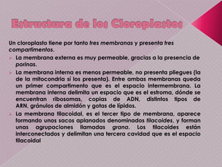 El cloroplasto, de forma parecida al mitocondrio, esta envuelto por una doble membrana, además la membrana externa que los envuelve, tiene numerosos sáculos internos, estos tiene el pigmento verde llamado «clorofila». Hay entre 20 y 40 cloroplastos por célula, su tamaño varia entre 3 y 19 micrómetros de diámetros, existen otros tipos de cloroplastos:Los cromoplastos, que guardan el pigmento en las flores
