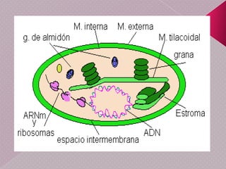 Los leucoplastos, que sirve para guardar sustancias incoloras o con poco colorEstructura de los CloroplastosUn cloroplasto tiene por tanto tres membranas y presenta tres compartimentos. La membrana externa es muy permeable, gracias a la presencia de porinas. 