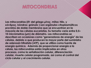 La membrana interna es menos permeable, no presenta pliegues (la de la mitocondria sí los presenta). Entre ambas membranas queda un primer compartimento que es el espacio intermembrana. La membrana interna delimita un espacio que es el estroma, dónde se encuentran ribosomas, copias de ADN, distintos tipos de ARN, gránulos de almidón y gotas de lípidos. 