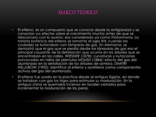 MARCO TEORICO 
• El etileno, es un compuesto que se conocía desde la antigüedad y se 
conocían sus efectos sobre el crecimiento mucho antes de que se 
relacionara con la auxina; era considerado ya como fitohormona. La 
historia botánica del etileno se remonta al siglo XIX, cuando las 
ciudades se iluminaban con lámparas de gas. En Alemania, se 
demostró que el gas que se perdía desde las lámparas de gas era el 
principal causante de la defoliación que ocurría en los árboles que se 
encontraban en las calles. WIESNER (1878): curvaturas y nutaciones 
provocadas en tallos de plántulas MOLISH (1884): efecto del gas del 
alumbrado en la defoliación de los árboles de sombra. DIMITRI 
NELJUBOW (1902): identifica al etileno y acetileno como componentes 
activos del gas del alumbrado. 
• El etileno fue usado en la practica desde el antiguo Egipto, en donde 
se trataban con gas los higos para estimular su maduración. En la 
antigua china se quemaba incienso en locales cerrados para 
incrementar la maduración de las peras. 
 