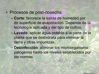 www.sierradebaza.org
• Procesos de post-cosecha:
– Corte: favorece la salida de humedad por
de superficie de evaporación. Depende de la
tecnología aplicada y del tipo de cultivo.
– Lavado: aplicar agua potable a la parte de la
planta que se deshidrata para eliminar la
tierra y otras impurezas.
– Desinfección: eliminar los microorganismo
patógenos hasta los niveles establecidos por
las normas.
 