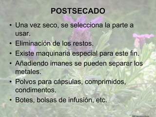 www.sierradebaza.org
POSTSECADO
• Una vez seco, se selecciona la parte a
usar.
• Eliminación de los restos.
• Existe maquinaria especial para este fin.
• Añadiendo imanes se pueden separar los
metales.
• Polvos para cápsulas, comprimidos,
condimentos.
• Botes, bolsas de infusión, etc.
 