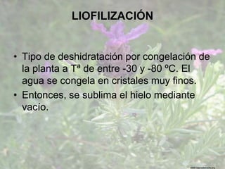www.sierradebaza.org
LIOFILIZACIÓN
• Tipo de deshidratación por congelación de
la planta a Tª de entre -30 y -80 ºC. El
agua se congela en cristales muy finos.
• Entonces, se sublima el hielo mediante
vacío.
 