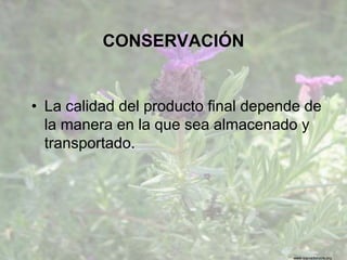 www.sierradebaza.org
CONSERVACIÓN
• La calidad del producto final depende de
la manera en la que sea almacenado y
transportado.
 