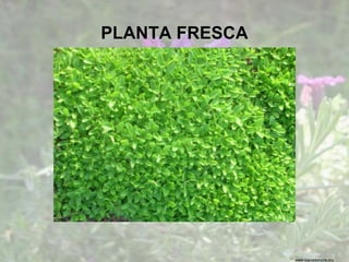 www.sierradebaza.org
PLANTA FRESCA
 