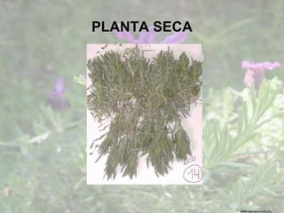 www.sierradebaza.org
PLANTA SECA
 
