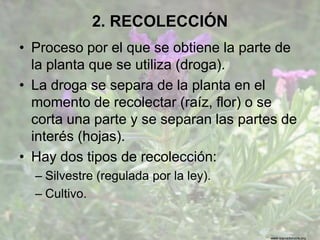 www.sierradebaza.org
2. RECOLECCIÓN
• Proceso por el que se obtiene la parte de
la planta que se utiliza (droga).
• La droga se separa de la planta en el
momento de recolectar (raíz, flor) o se
corta una parte y se separan las partes de
interés (hojas).
• Hay dos tipos de recolección:
– Silvestre (regulada por la ley).
– Cultivo.
 