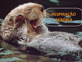 RESPIRAÇÃORESPIRAÇÃO
AERÓBIAAERÓBIA
 