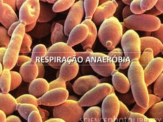 RESPIRAÇÃO ANAERÓBIARESPIRAÇÃO ANAERÓBIA
 