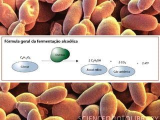 Obtenção de energia pelos seres vivos