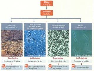 Obtenção de energia pelos seres vivos