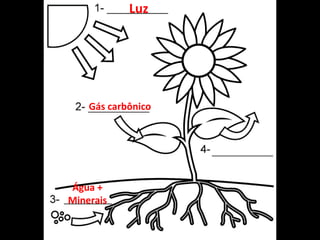 Luz
Gás carbônico
Água +
Minerais
 