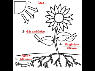 Luz
Gás carbônico
Água +
Minerais
Oxigênio +
Glicose
 