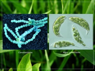 Cianobactérias Algas unicelulares
 