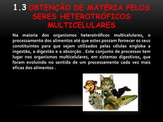 1.3 OBTENÇÃO DE MATÉRIA PELOS
         SERES HETEROTRÓFICOS
            MULTICELULARES
Na maioria dos organismos heterotróficos multicelulares, o
processamento dos alimentos até que estes possam fornecer os seus
constituintes para que sejam utilizados pelas células engloba a
ingestão, a digestão e a absorção . Este conjunto de processos tem
lugar nos organismos multicelulares, em sistemas digestivos, que
foram evoluindo no sentido de um processamento cada vez mais
eficaz dos alimentos .
 