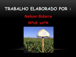 TRABALHO ELABORADO POR :
       Nelson Bidarra
        Nº16 10ºA
 