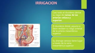 Casi todo el duodeno deriva
su riego de ramas de las
arterias celíaca y
superior.
El duodeno distal, yeyuno e
íleon reciben su riego arterial
de la arteria mesentérica
superior.
Su drenaje venoso tiene lugar
a través de la vena
mesentérica superior
 